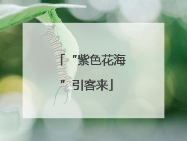 “紫色花海”引客来