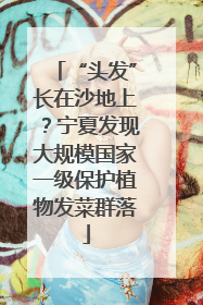 “头发”长在沙地上？宁夏发现大规模国家一级保护植物发菜群落