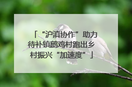 “沪滇协作”助力待补镇鹧鸡村跑出乡村振兴“加速度”