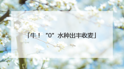 牛！“0”水种出丰收麦