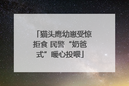 猫头鹰幼崽受惊拒食 民警“奶爸式”暖心投喂