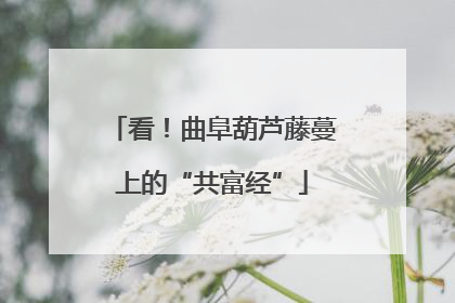 看！曲阜葫芦藤蔓上的“共富经”