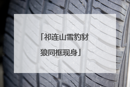 祁连山雪豹豺狼同框现身