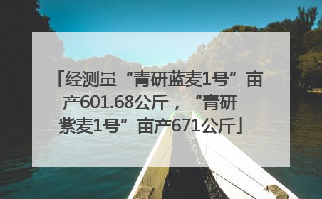 经测量“青研蓝麦1号”亩产601.68公斤，“青研紫麦1号”亩产671公斤