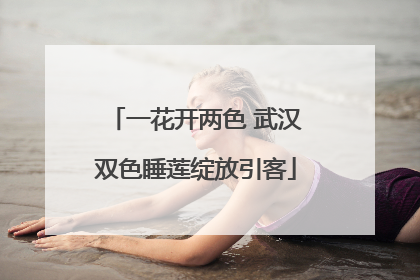 一花开两色 武汉双色睡莲绽放引客