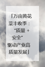 万亩黄花菜丰收季：“质量 + 安全” 驱动产业高质量发展
