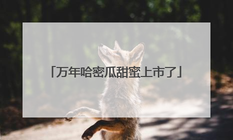 万年哈密瓜甜蜜上市了