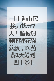 上海市民接力找寻7天！脸被射穿的狸花猫获救，医药费1天筹到四千多