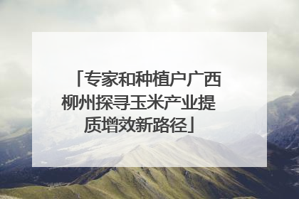 专家和种植户广西柳州探寻玉米产业提质增效新路径