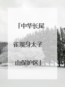 中华长尾雀现身太子山保护区