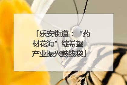 乐安街道：“药材花海”绽希望 产业振兴鼓钱袋