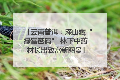 云南普洱：深山藏“绿富密码” 林下中药材长出致富新图景