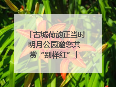 古城荷韵正当时 明月公园邀您共赏“别样红”