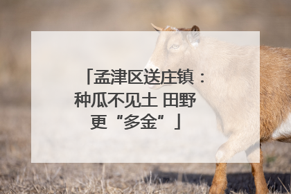 孟津区送庄镇：种瓜不见土 田野更“多金”