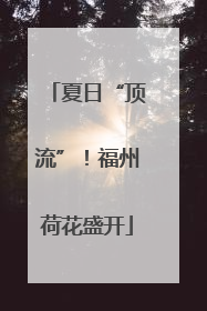 夏日“顶流”！福州荷花盛开