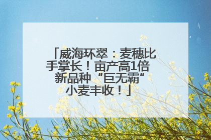 威海环翠：麦穗比手掌长！亩产高1倍 新品种“巨无霸”小麦丰收！