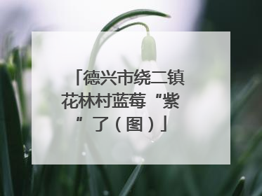 德兴市绕二镇花林村蓝莓“紫”了（图）