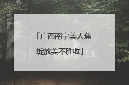 广西南宁美人蕉绽放美不胜收