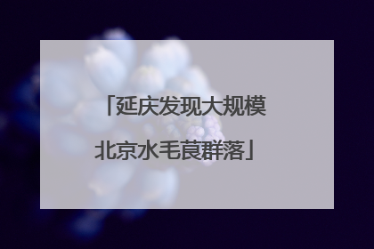 延庆发现大规模北京水毛茛群落
