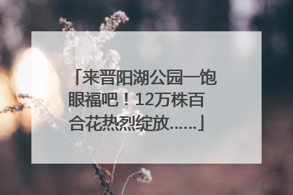来晋阳湖公园一饱眼福吧！12万株百合花热烈绽放……