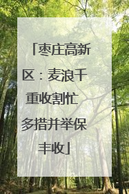 枣庄高新区：麦浪千重收割忙 多措并举保丰收