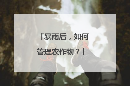 暴雨后，如何管理农作物？