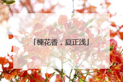 楝花香，夏正浅