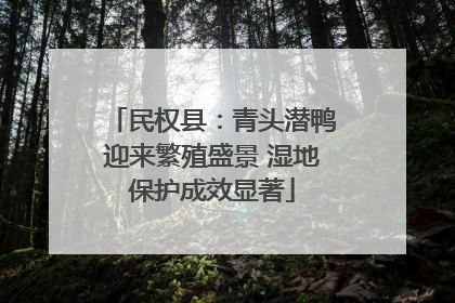 民权县：青头潜鸭迎来繁殖盛景 湿地保护成效显著