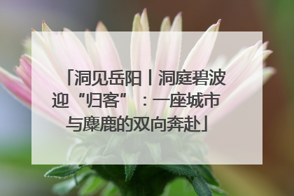 洞见岳阳丨洞庭碧波迎“归客”：一座城市与麋鹿的双向奔赴