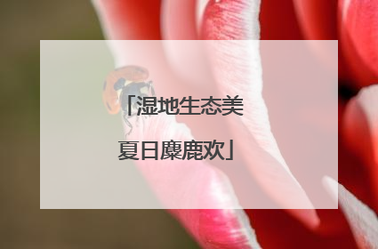 湿地生态美 夏日麋鹿欢