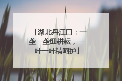 湖北丹江口：一垄一垄细耕耘，一叶一叶精呵护