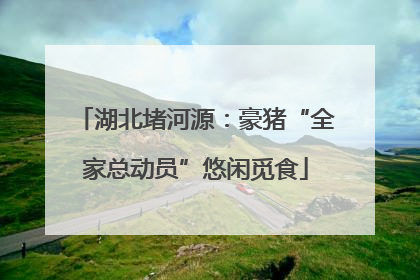 湖北堵河源：豪猪“全家总动员”悠闲觅食