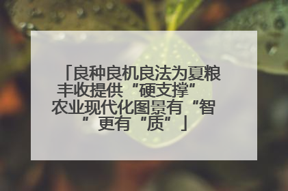 良种良机良法为夏粮丰收提供“硬支撑” 农业现代化图景有“智”更有“质”