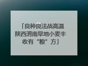 良种良法战高温 陕西渭南旱地小麦丰收有“粮”方