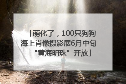 萌化了，100只狗狗海上肖像摄影展6月中旬“黄海明珠”开放