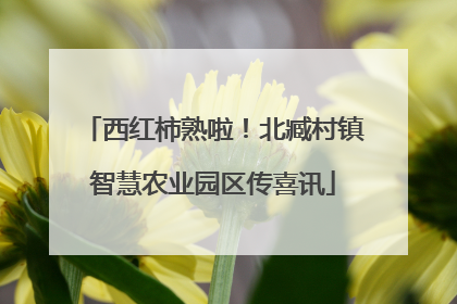 西红柿熟啦！北臧村镇智慧农业园区传喜讯