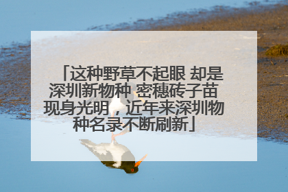 这种野草不起眼 却是深圳新物种 密穗砖子苗现身光明，近年来深圳物种名录不断刷新