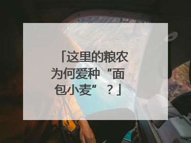 这里的粮农为何爱种“面包小麦”？