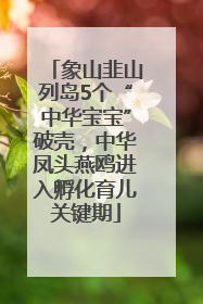 象山韭山列岛5个“中华宝宝”破壳，中华凤头燕鸥进入孵化育儿关键期