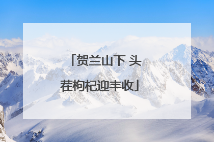 贺兰山下 头茬枸杞迎丰收