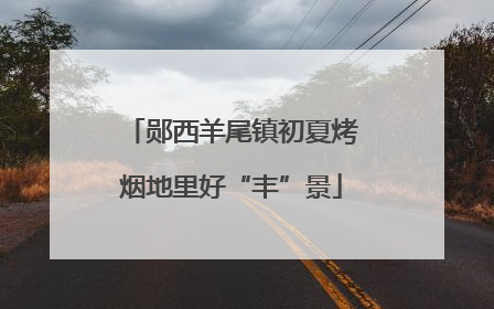 郧西羊尾镇初夏烤烟地里好“丰”景