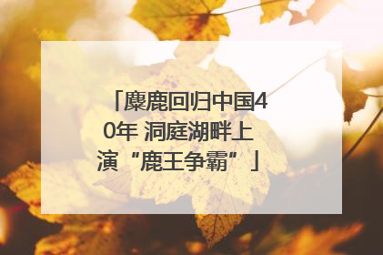 麋鹿回归中国40年 洞庭湖畔上演“鹿王争霸”