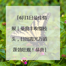 6月1日最佳情报｜桑葚丰收缀枝头，日出霞光万道蓬勃壮观！恭喜
